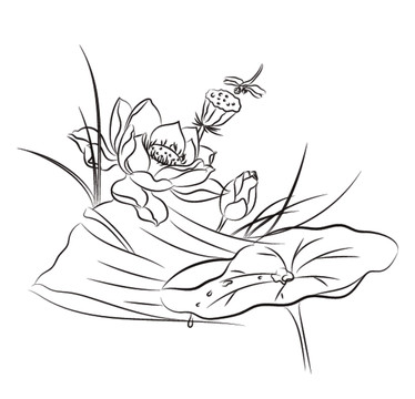 荷花黑白插畫