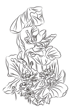 荷花黑白插畫