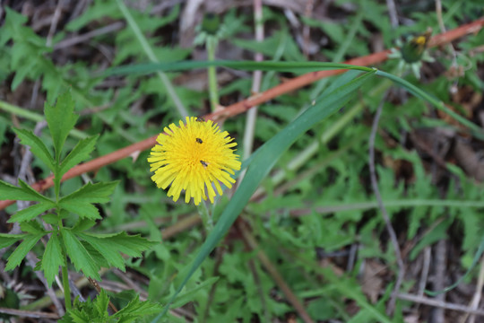 波波丁黄花