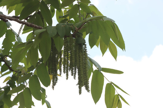 核桃树开花