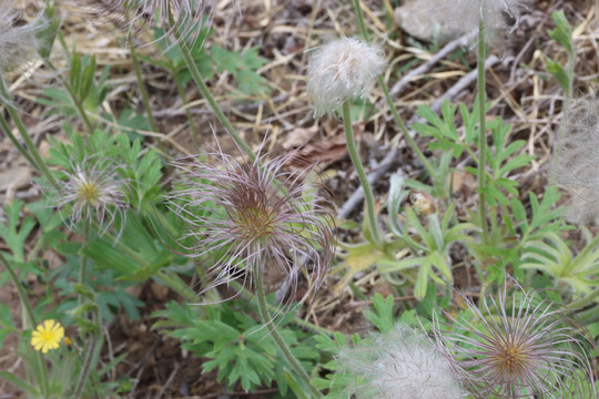 老姑花中草药