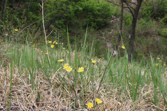 野草地