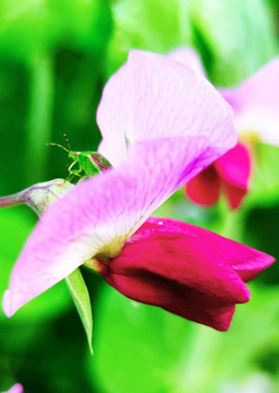 豌豆花和橡椿虫