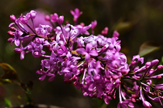 丁香花