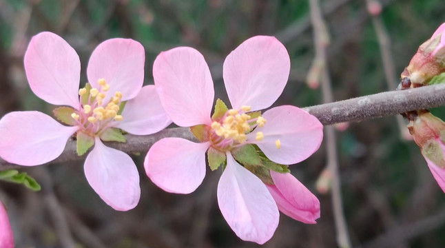 桃花