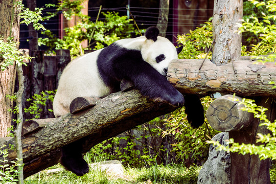 慵懒的熊猫