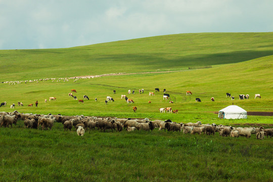 草原蒙古包羊群牛群