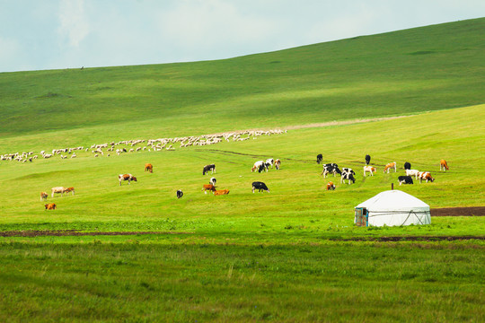 蒙古包牧场草原牛群羊群