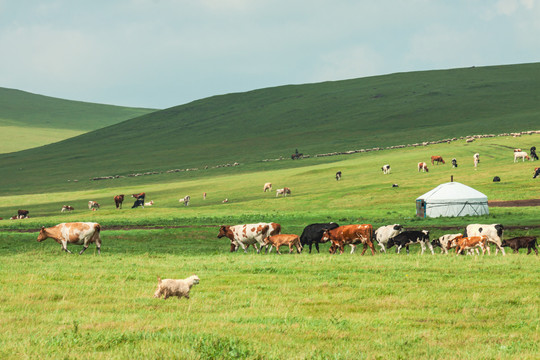 草原蒙古包牛群羊群