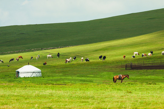 草原蒙古包牧场牛群羊群