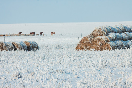 冬季雪原草原马群牧草