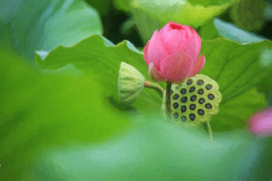 蓮花油畫