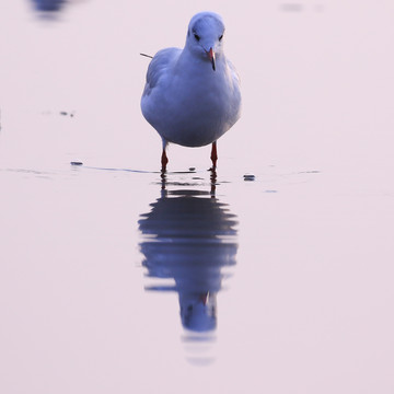 海鸥