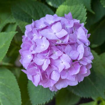 粉红绣球花特写