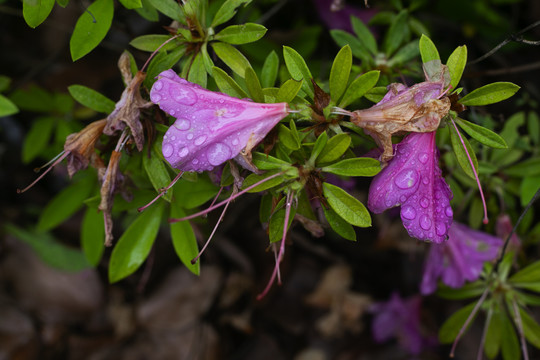 雨后的紫红色小花