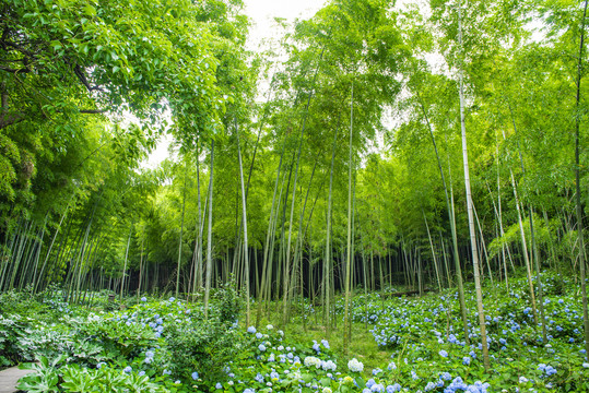 竹林