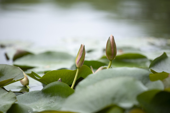 睡莲花蕾