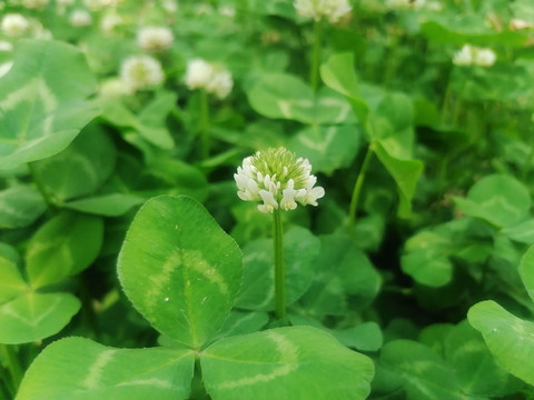 白花三叶草