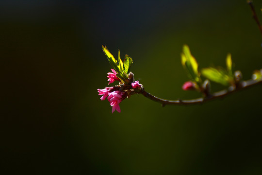 桃花