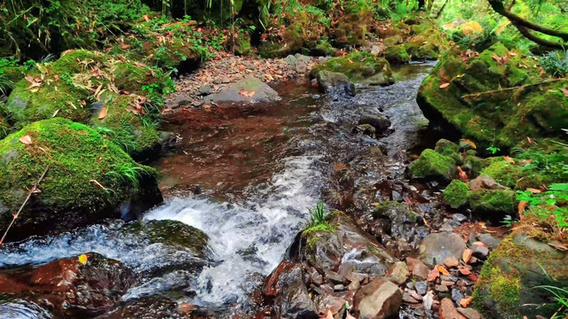 清澈透明小溪流水原生态苔藓
