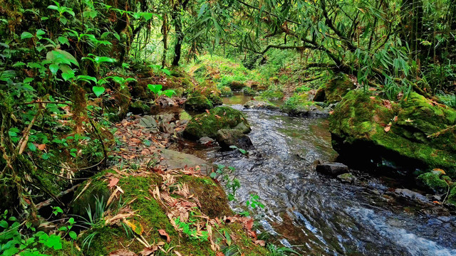 清澈透明小溪流水原生态苔藓