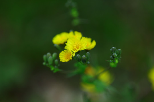 小黄花黄花