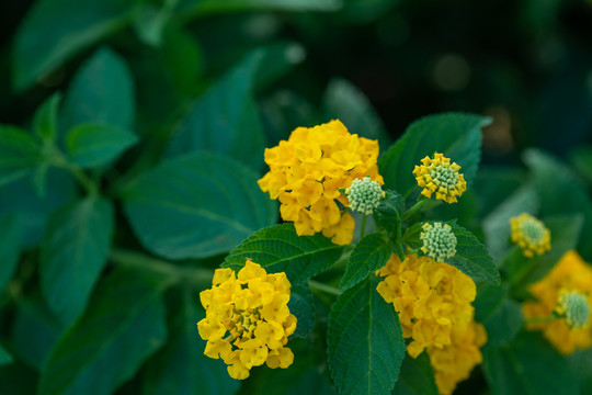 马缨丹小黄花