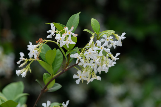 茉莉花开