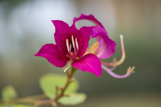 红色紫荆花