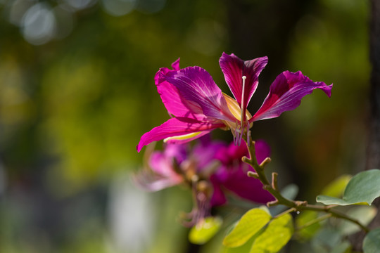 紫荆花