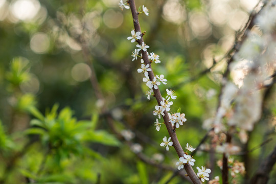 小白花李花