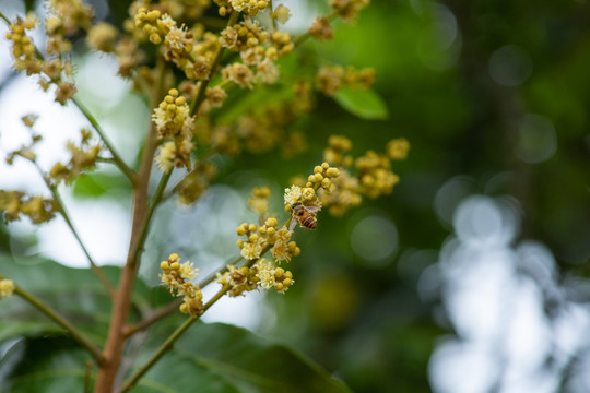 龙眼树上的蜜蜂采蜜