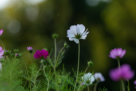 波斯菊