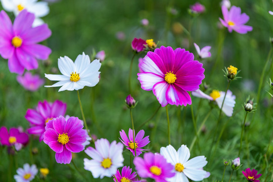 波斯菊花海