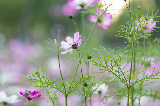 波斯菊花海