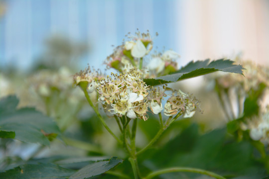 山楂树花