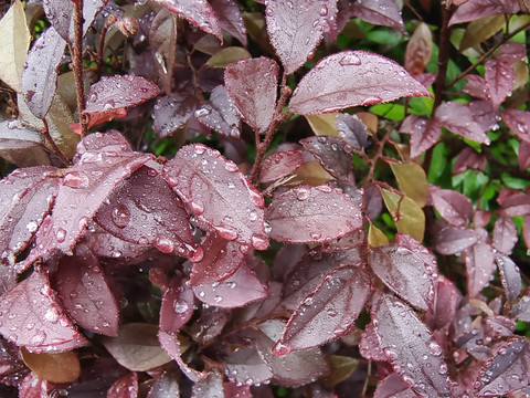 雨后红花檵木