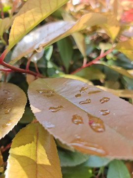 雨后叶子