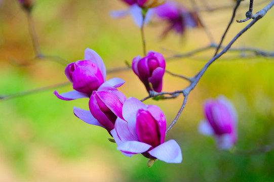 美丽玉兰花