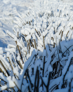 雪