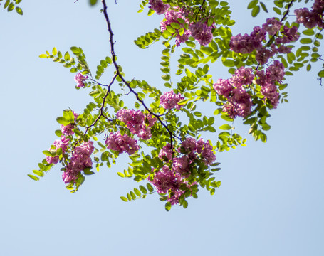 紫色的槐花