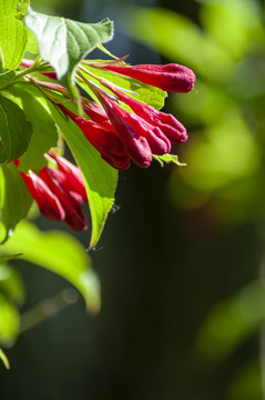 锦带花