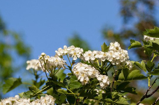 山楂树花