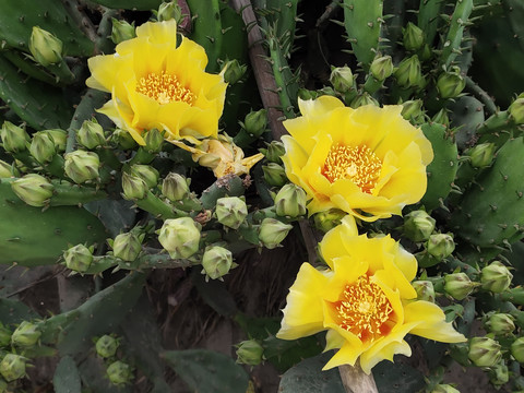 仙人掌花与花苞