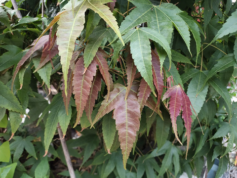 鸡爪枫