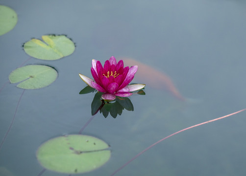 荷花与鱼