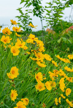 野菊花