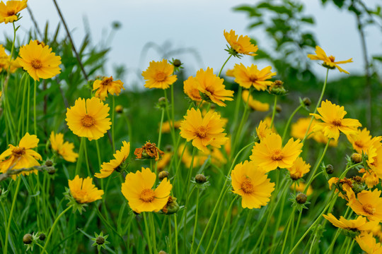 野菊花