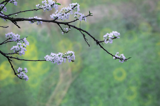 山花烂漫