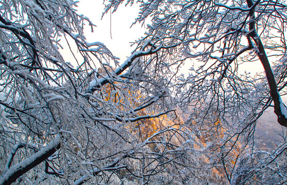 武当的雪